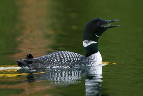 OutdoorExhibit1 - National Loon Center Foundation