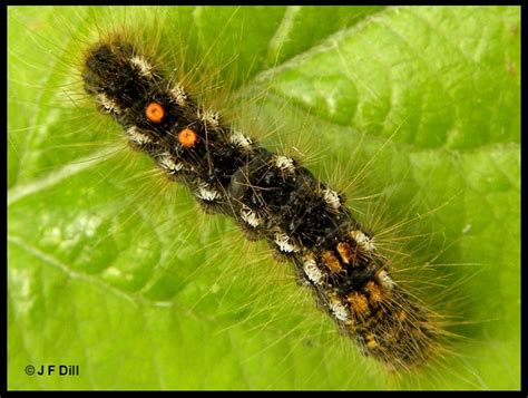 Tussock Caterpillars - Home and Garden IPM from Cooperative Extension ...