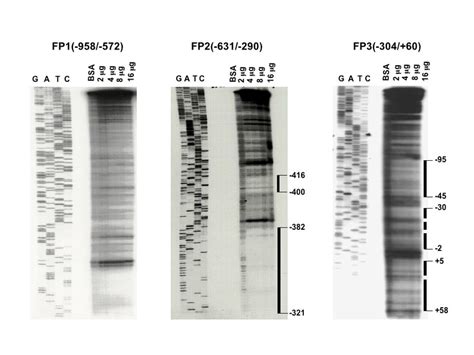 DNase I footprinting analysis of the Adcy4 5'-flanking region Three ...