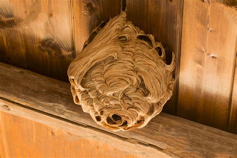 Different Kinds of Wasp Nests Every Homeowner Should Know