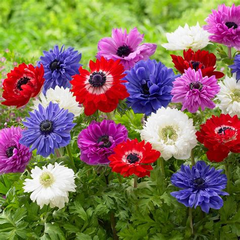 Van Zyverden Wind Flowers Bulbs Anemones St. Brigid Mixed (Set of 25 ...