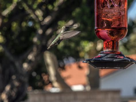 Hummingbird Flying Free Stock Photo - Public Domain Pictures