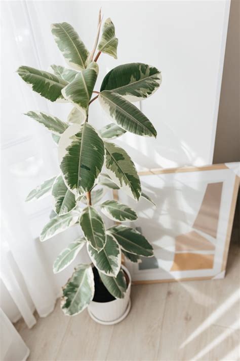 Variegated Rubber Plant Care: Flourishing Ficus Tips - Potted Pixie