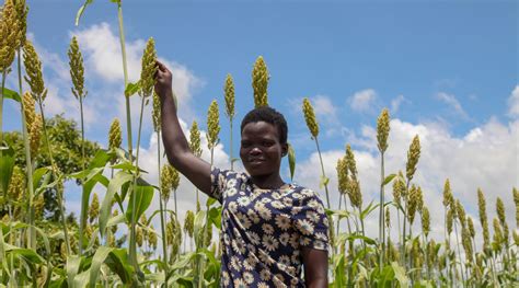 Kenyan tilapia farming businesses unlock aquaculture markets - IDH ...