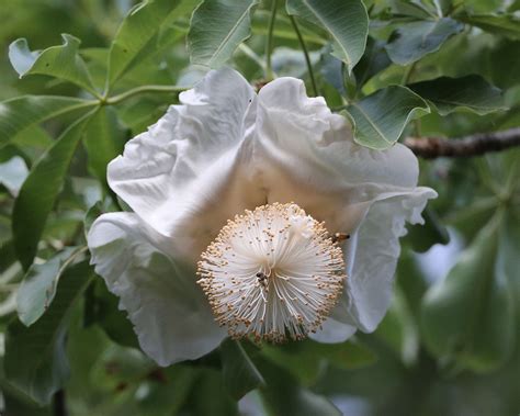 Flower of Baobab (Adansonia digitata) in Botswana | Flowerin… | Flickr