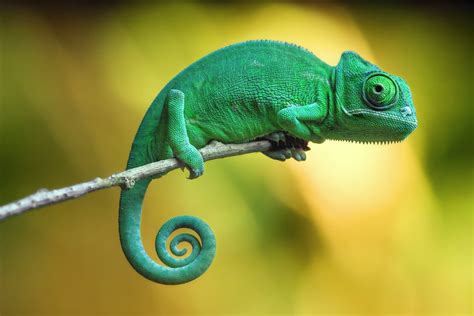 Chameleon Random Photographs and Video | Chameleon Web Services