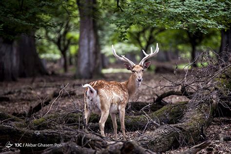 Iran's Wildlife in Photos: Persian Fallow Deer | Iran Front Page