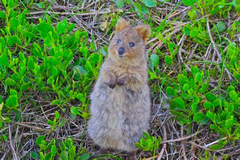 quokka habitat Quokka animal happiest earth natureisfuckinglit