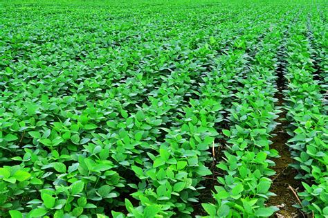 Soy beans plant 13, photograph, #1296569 - FreeImages.com