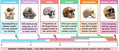 Hominids Evolution Timeline