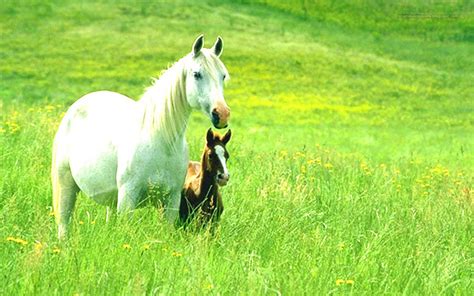 Beautiful Wallpapers for Desktop: Horse wallpapers hd