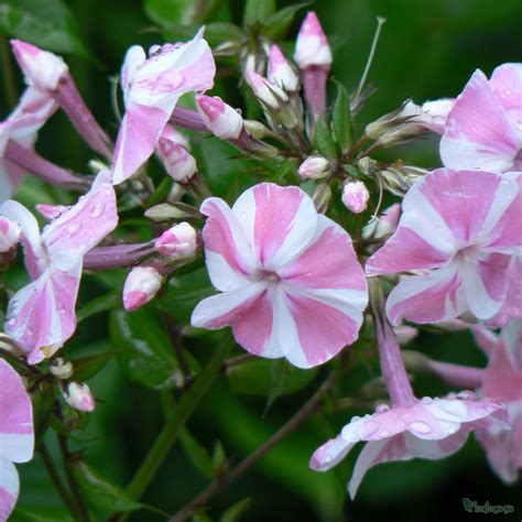 Hardy Perennials - Mixed packs of 6 x 1 - 2 litre pots Suitable for sun ...