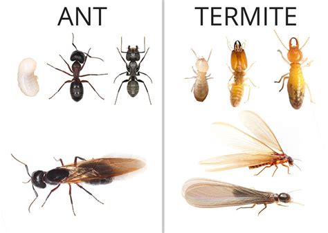 How to tell Termites apart from Ants