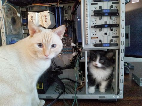 Computer tech cat with apprentice. Credits u/mrbuerger : r/CatsWithKittens