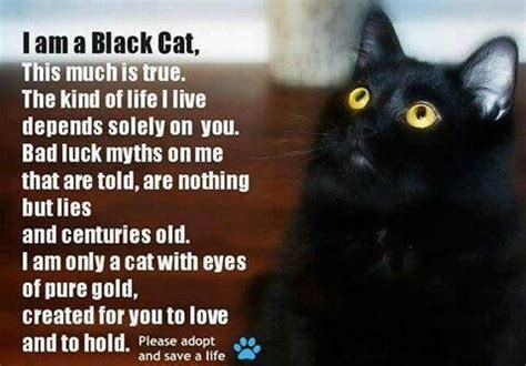 Cat poems, Black cats and Poem on Pinterest