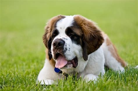 The 10 Best Calm Dog Breeds