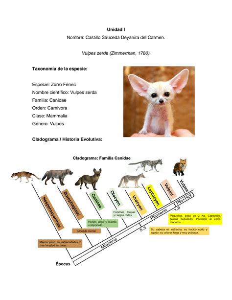 SOLUTION: Characteristics taxonomy and history of desert fox vulpes ...