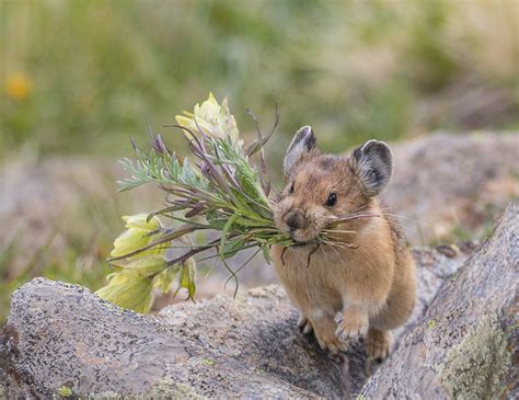 Meet the American Pika: This Pint-Sized Mountain Mammal Gathers ...