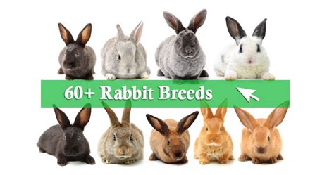 60+ Pet Rabbit Breeds from A to Z (With Pictures) - RabbitPedia.com