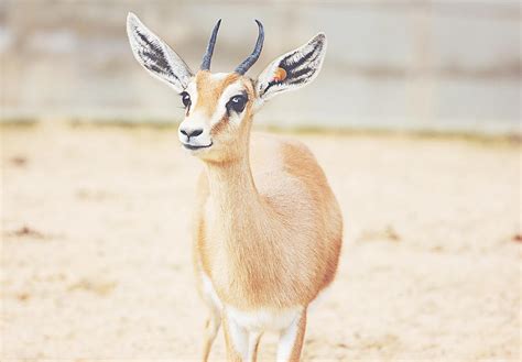 Dorcas Gazelle Photograph by Pati Photography