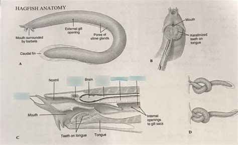 Hagfish Anatomy KC Diagram | Quizlet