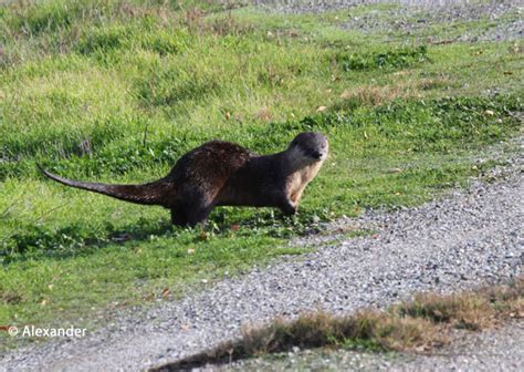 North American River Otters | Jet Eliot