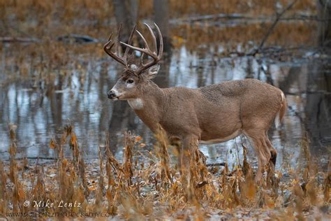 White-tailed Deer - Mike Lentz Nature Photography