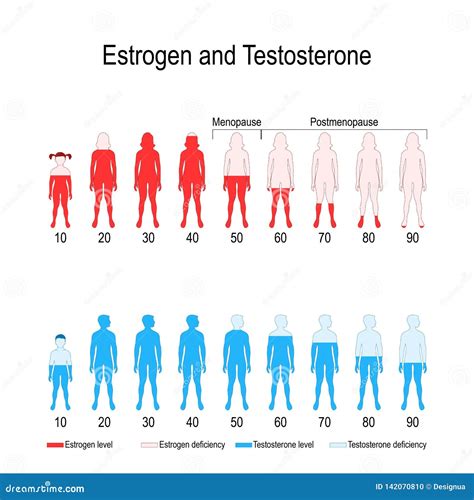 Estrogen and Testosterone Hormone Levels Stock Vector - Illustration of ...