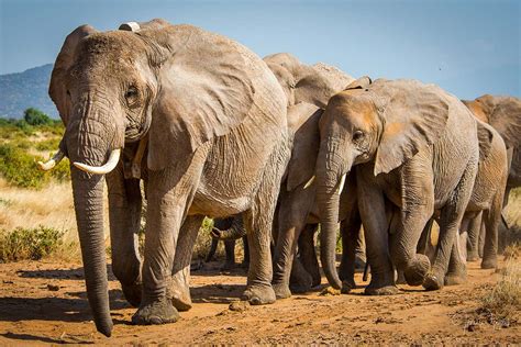 Both species of African elephants are now officially endangered | New ...