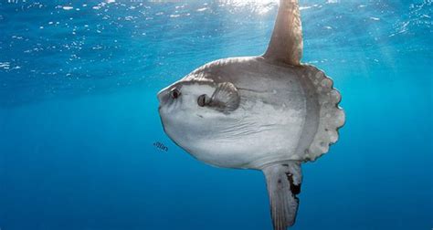 Meet The Mola Mola, The Ocean Sunfish As Big As A Rhino