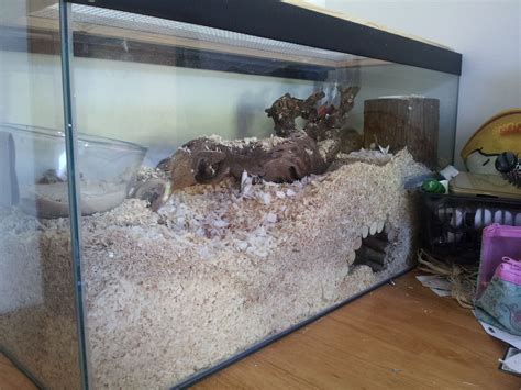 How a Gerbils cage should look like | Hamster related | Gerbil cages ...