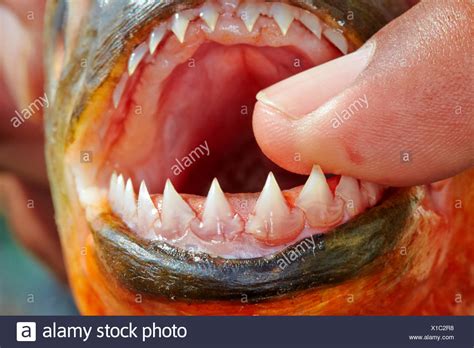 Piranha Teeth High Resolution Stock Photography and Images - Alamy