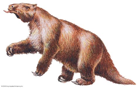 Ground sloth | extinct mammal | Britannica