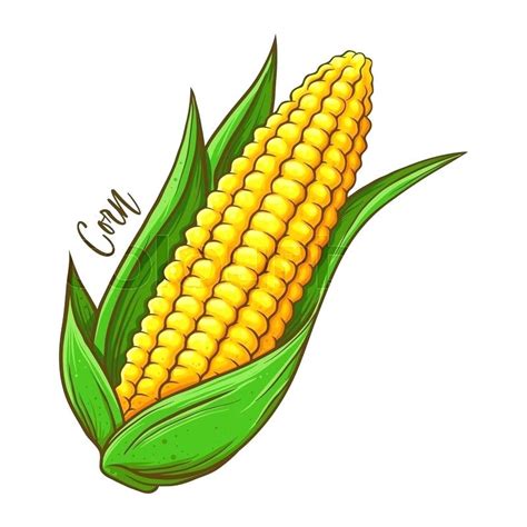 Popcorn Kernel Drawing | Free download on ClipArtMag