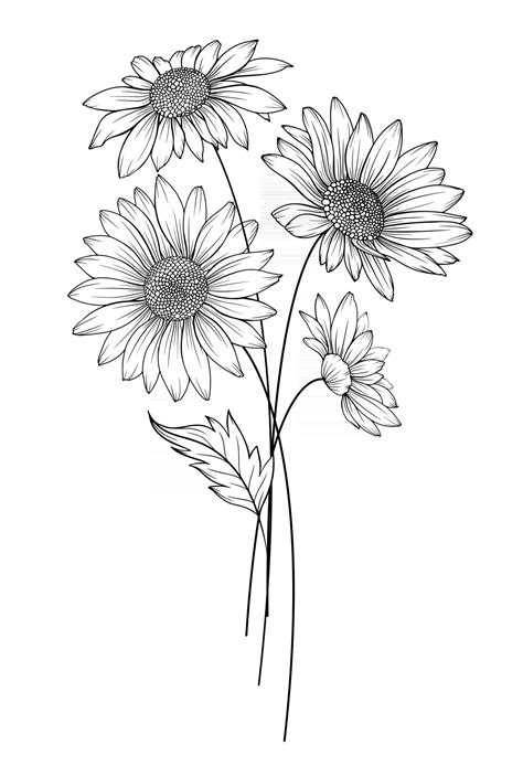 Daisy Flower Drawing | Best Flower Site