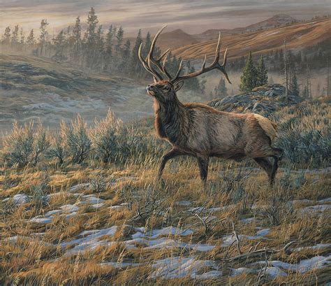 Bull American Elk. Original oil painting by Martin Ridley.