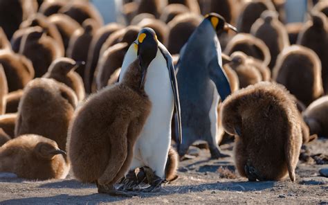 King Penguin feeds chick. King Penguin Creche. Saint Andrews Bay, South ...