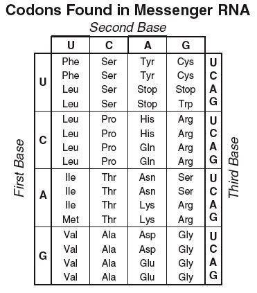 Mrna Codon Chart | amulette