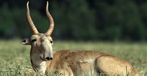 Almost 5,000 Saiga Antelope Horns Confiscated in Kazakhstan | CMS