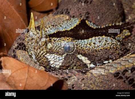 Rhinoceros Viper (Bitis nasicornis Stock Photo - Alamy