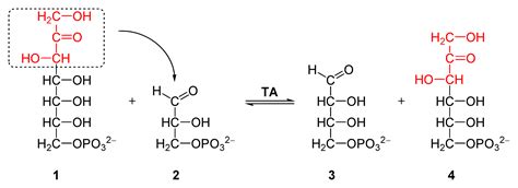 Difference Between Lyases and Transferases | Compare the Difference ...