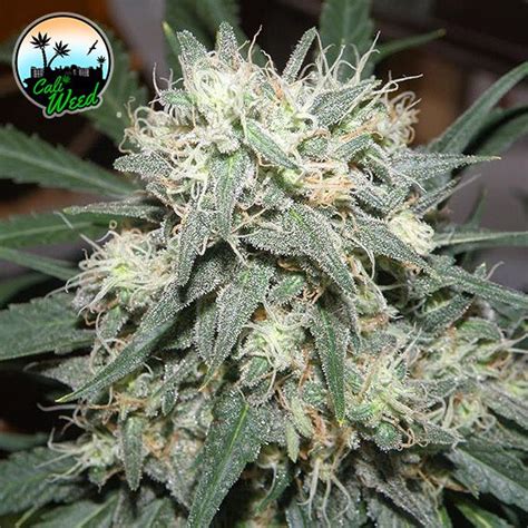 Cannabis Strains – Cali Weed