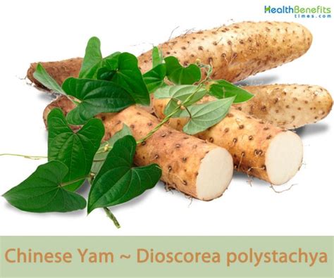 Chinese Yam facts and health benefits