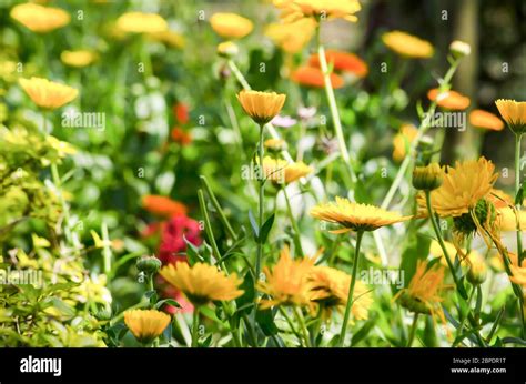 Plants with opposite leaves hi-res stock photography and images - Alamy