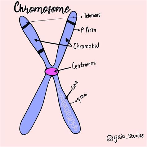 One Complete Set Of Nuclear Chromosomes at James Wood blog