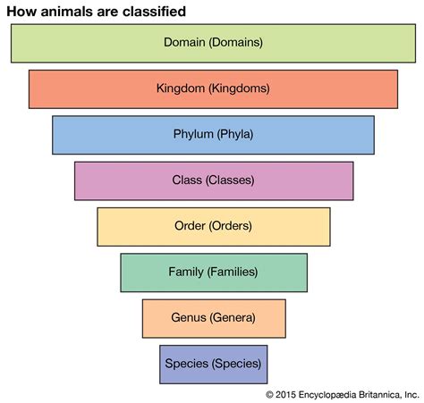 Taxonomy | Definition, Examples, Levels, & Classification | Britannica