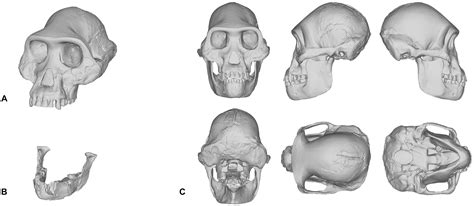 Homo Naledi skull replica reconstruction Full-size reconstruction ...