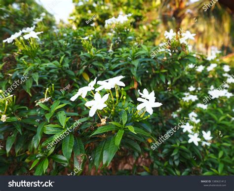 Gerdenia Crape Jasmine Flower Garden Stock Photo 1389631412 | Shutterstock