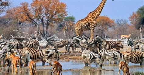 Etosha National Park Facts. Etosha National Park is an 8,600 square ...