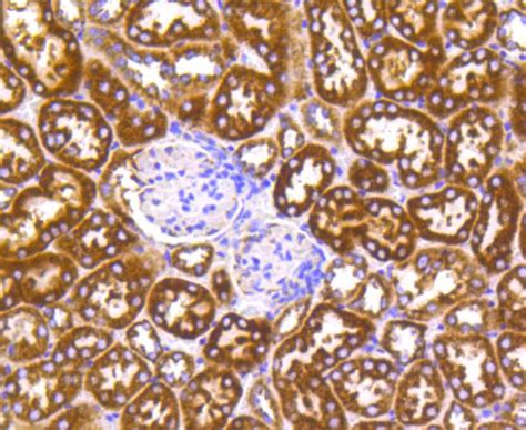 Cytochrome C Rabbit mAb - SAB | Signalway Antibody